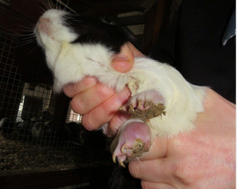 infected rabbit feet