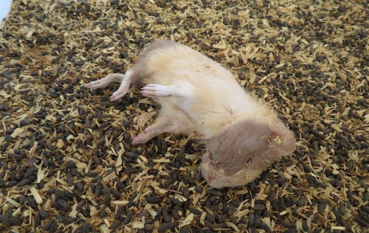 dead guinea pig