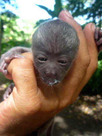 Lobalu Rescue Costa Rica baby monkey