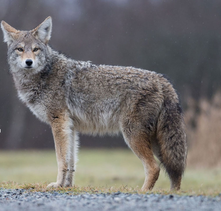 Coyote