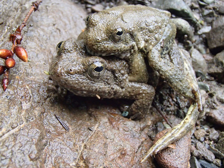 foothill yellow legged frog