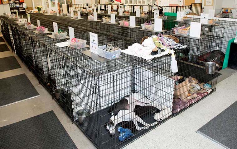 Greyhound blood cages