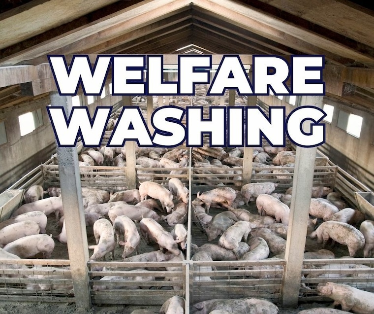 farmed pigs
