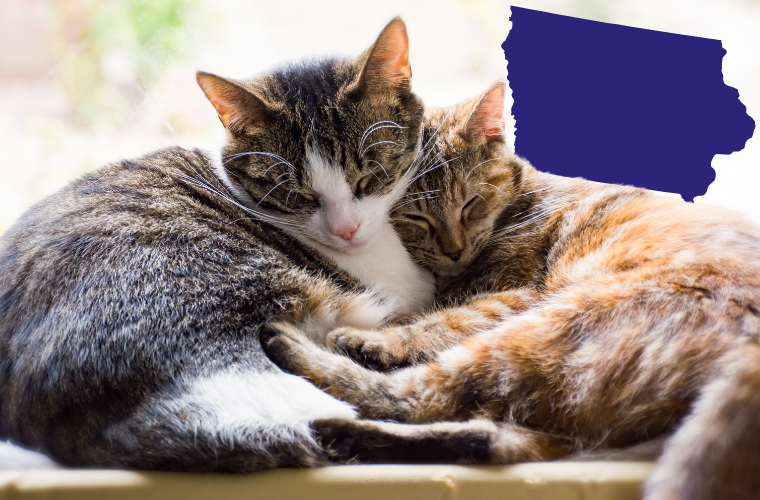 cats and Iowa