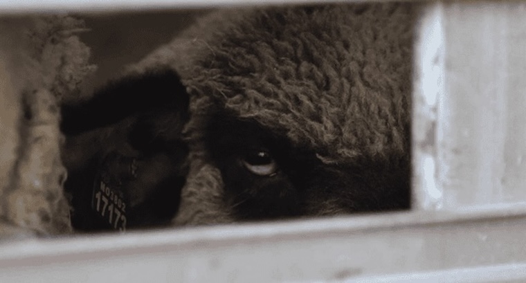 lamb face