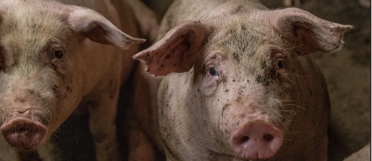 farmed Pigs