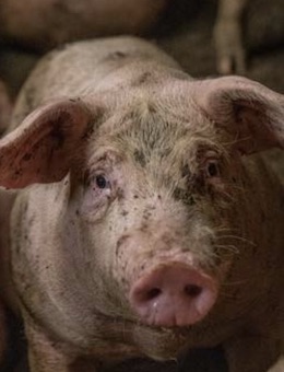 farmed Pig