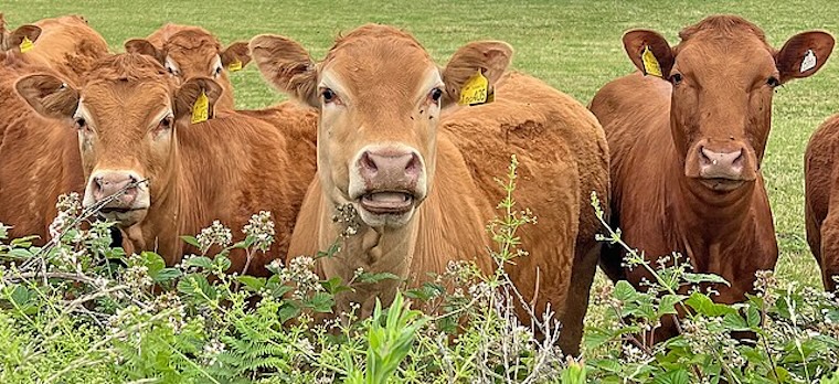 brown Cows