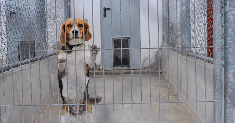caged Beagle