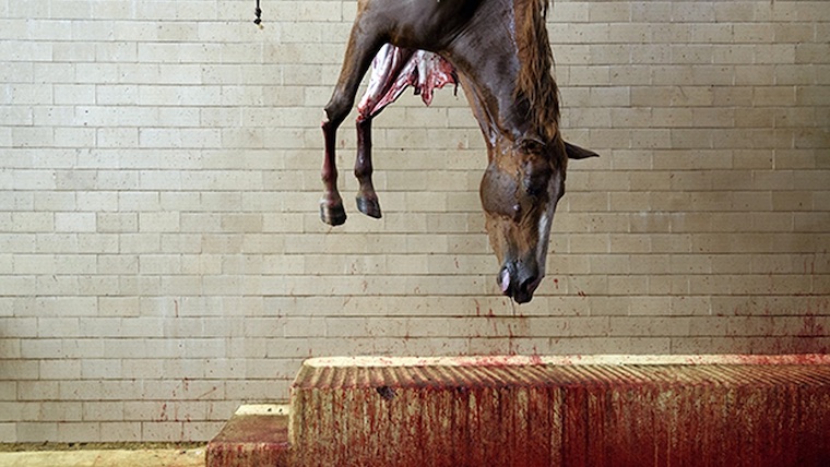 Horse slaughterhouse