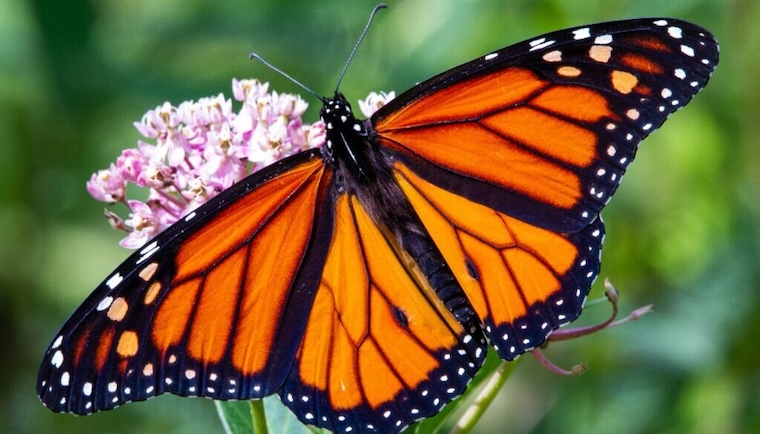 Monarch Butterfly