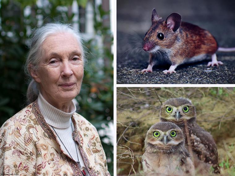 Jane Goodall