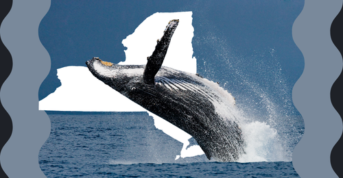 whale and New York