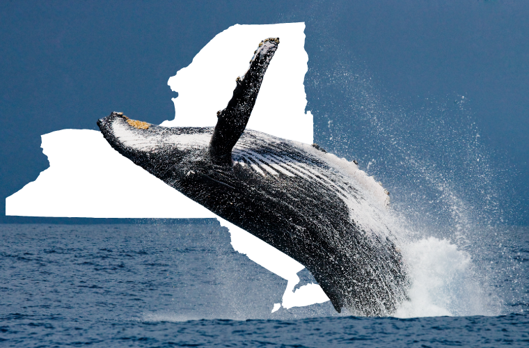 whale and New York