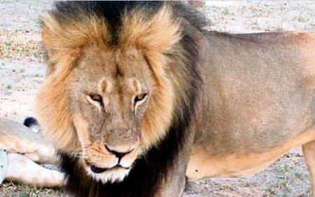 Cecil lion
