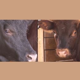 Asha sanctuary Cows