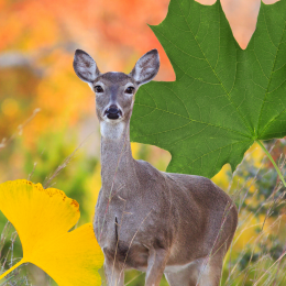 deer and leaves