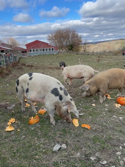 pigs eating pumpkins