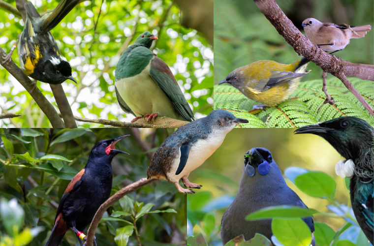 various birds