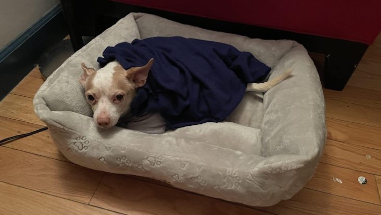 little dog in bed