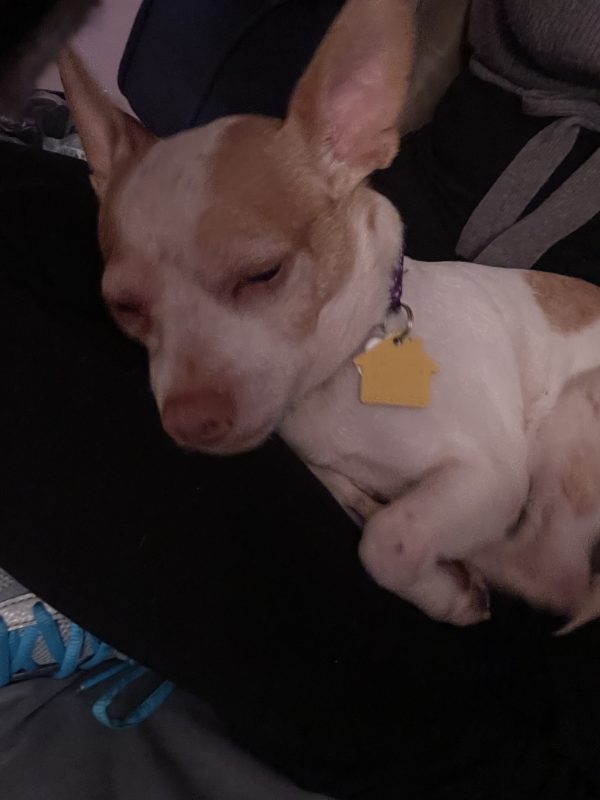 little dog sleeping