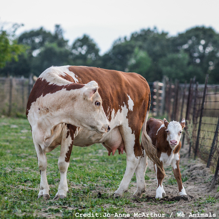cow and calf at a sanctuary