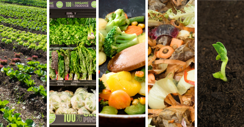 images depicting lifecycle of plant-based food