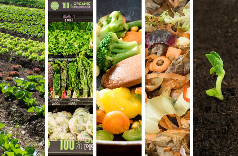 images depicting the lifecycle of plant foods