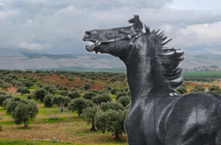 olive grove in Syria and horse