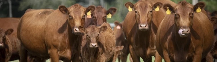 tagged Cows