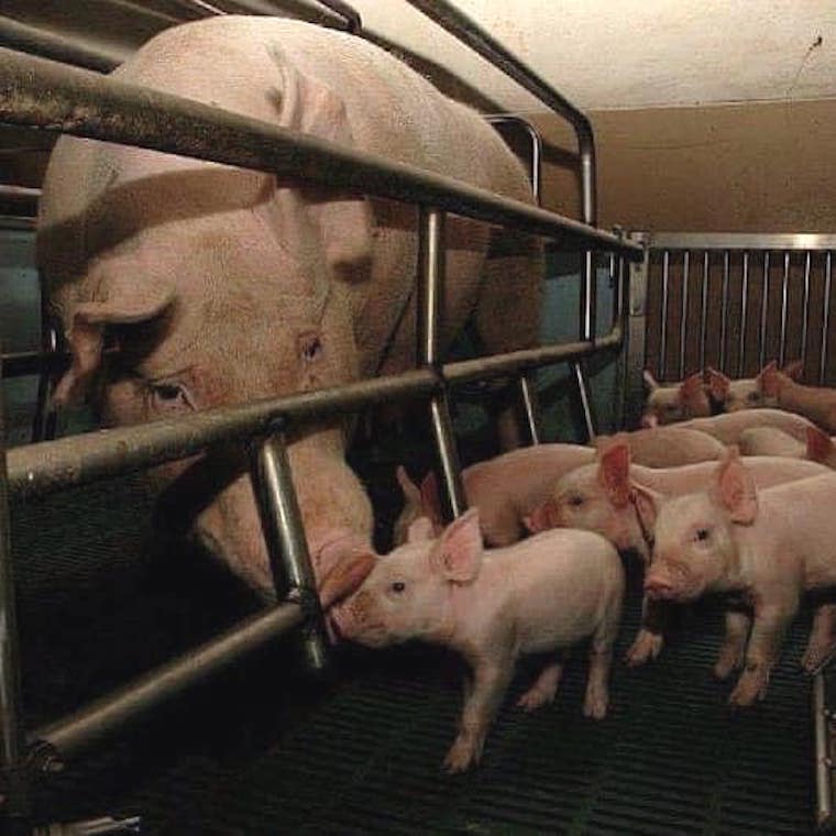 crated Sow and Piglets