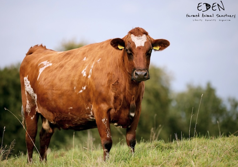 rescued Cow