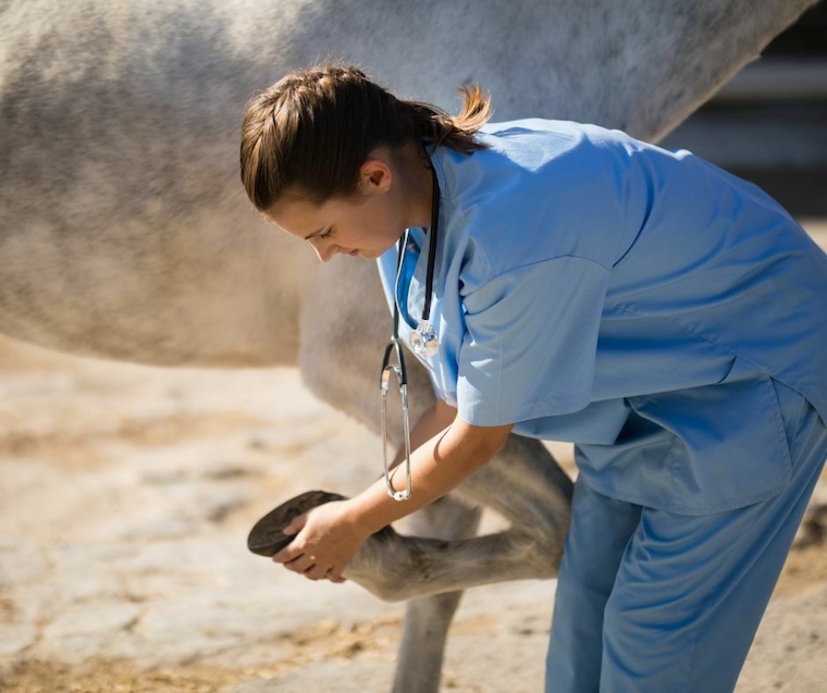 veterinarian and horse