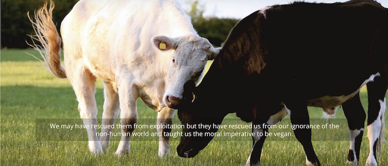 Happy Cows