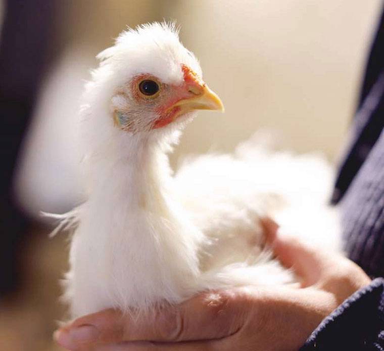 Chicken Fairy