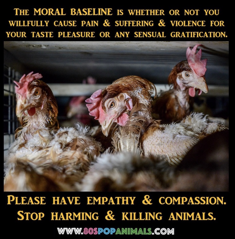 suffering animals