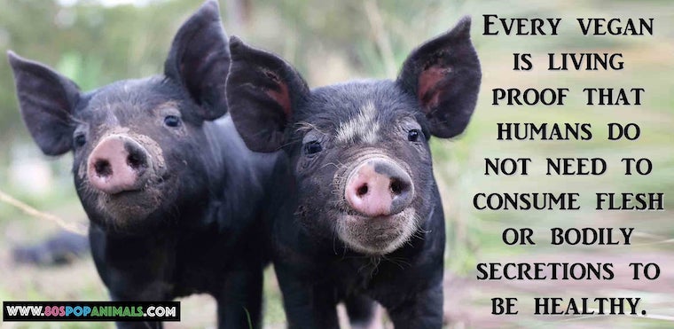 black Piglets
