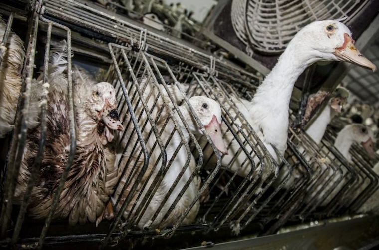 foie gras cages