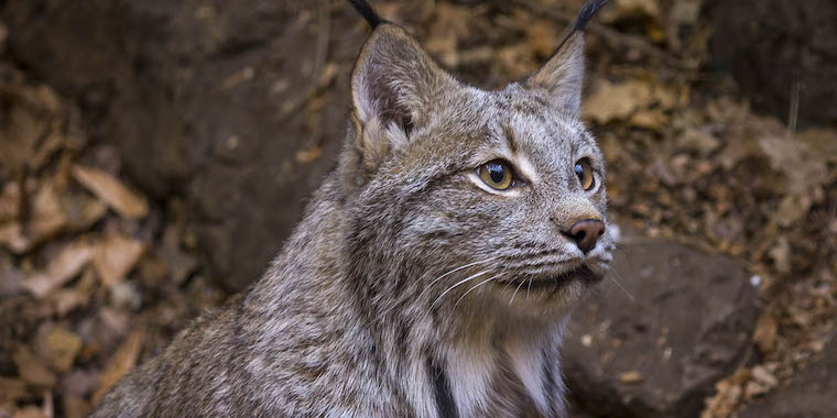 Canada Lynx