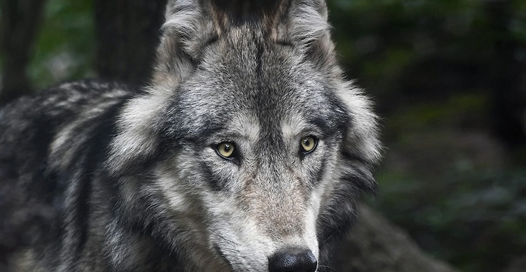 Wolf face