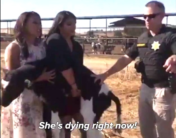 dying Calf