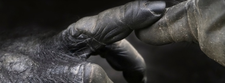 Gorilla fingers