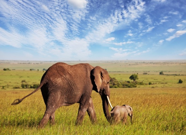 Elephant and Calf