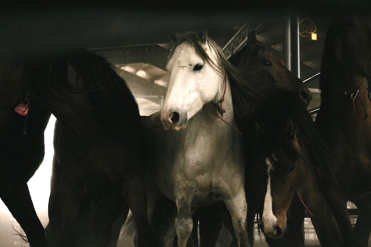 transporting wild Horses