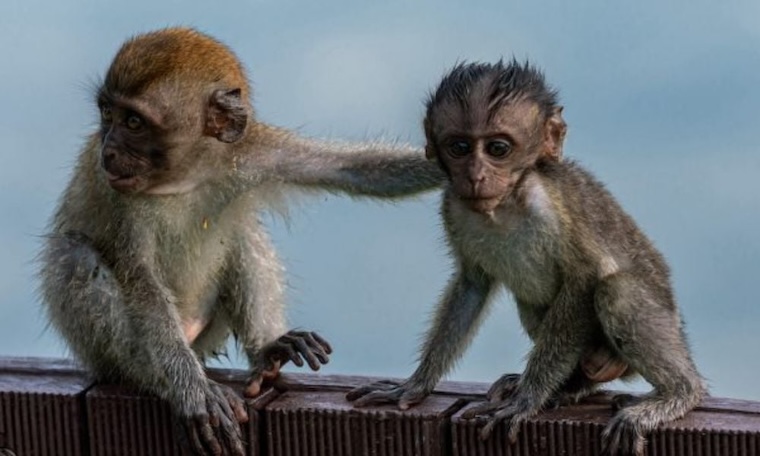 baby Monkeys