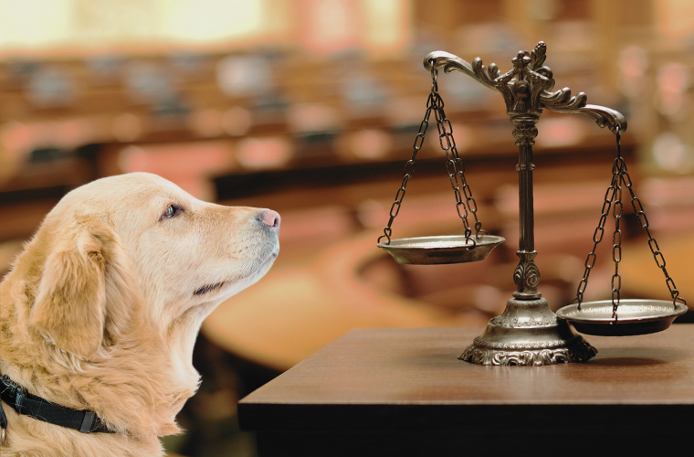 dog looking at scale in courtroom