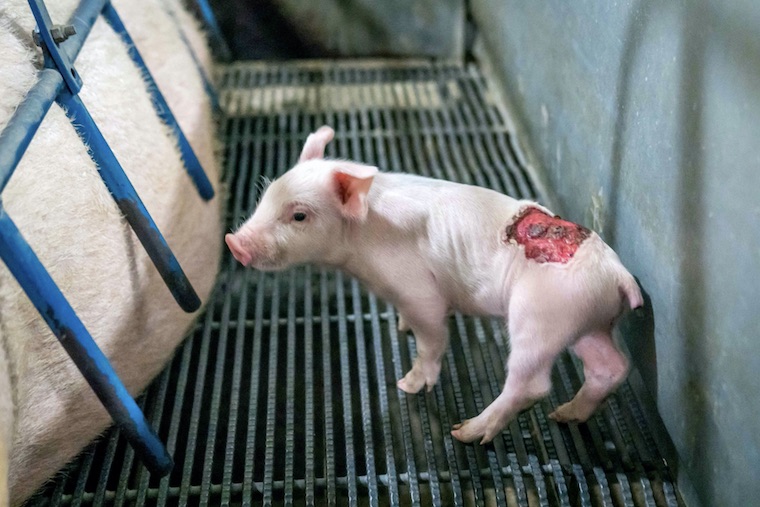 wounded Piglet