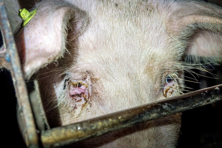 Pig staph infection