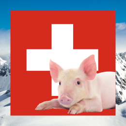 image of Swiss flag, Alps, and piglet