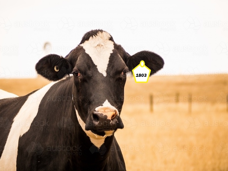 mother Cow